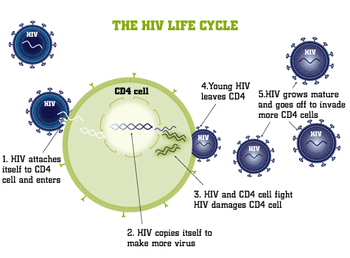 Hiv attacks what type of cell in the human body The Human Body S Fight Viruses